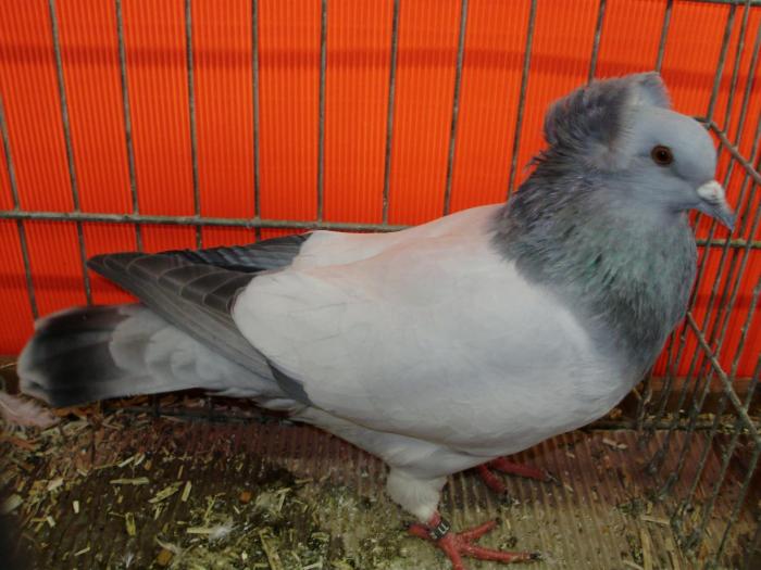 03335 soultzer hauben 1 03335 soultzer hauben 1