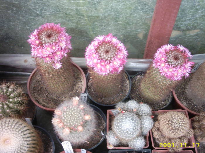 cactusi - Grup de cactusi