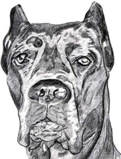 Cane Corso francesca