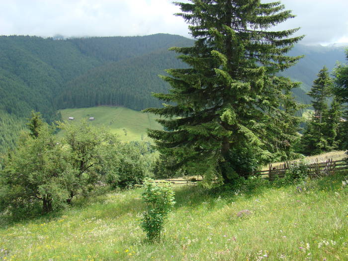 DSC03902 - Concediu 2009