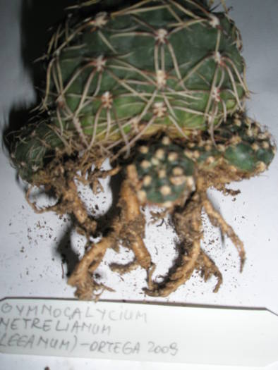 Gymnocalycium netrelianum - RADACINI de cactus