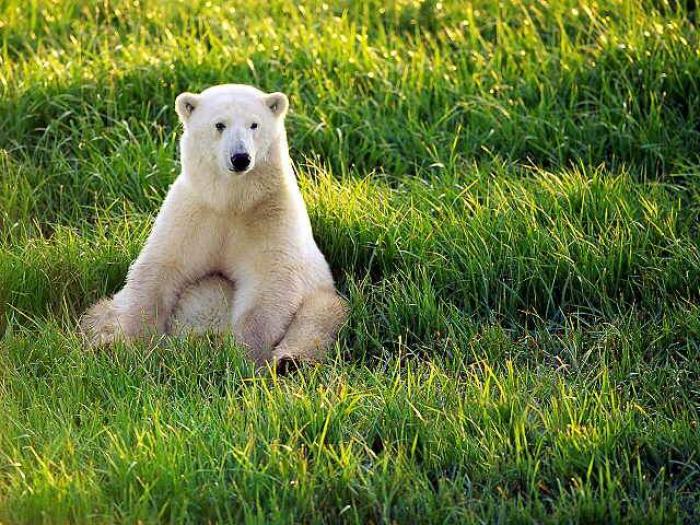 POLAR19 - Ursi polari