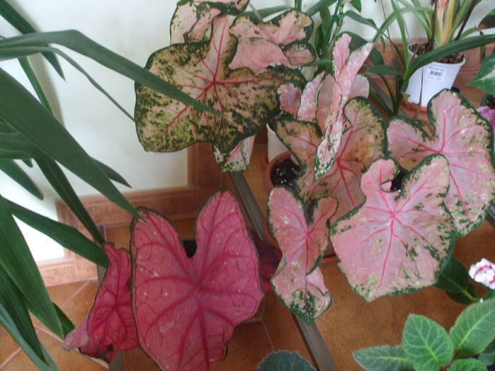 Picture 033 - caladium