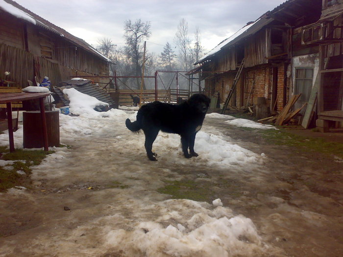 mura - CAINII MEI CIOBANESTI CORBI