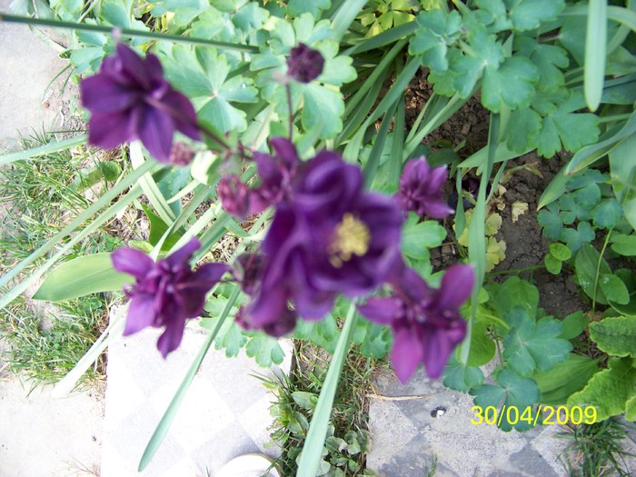 100_1272 - Primavara in curte  Timisoara