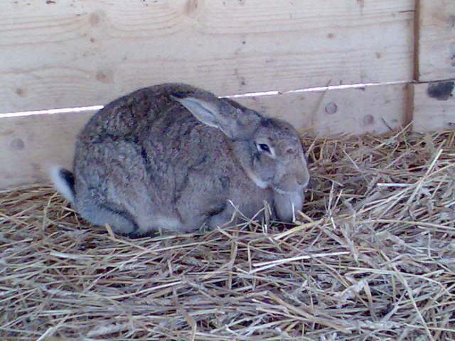 tot soarecuta , ca roade mereu; tot soarecuta , ca roade mereu
