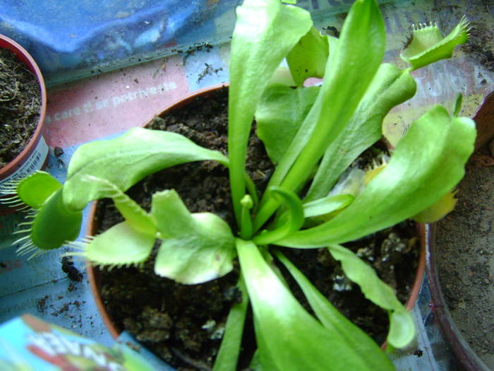 venus flytrap - diverse plante
