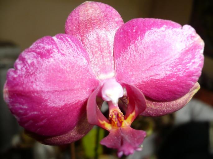 primul meu Phalae - Phalaenopsis 2008