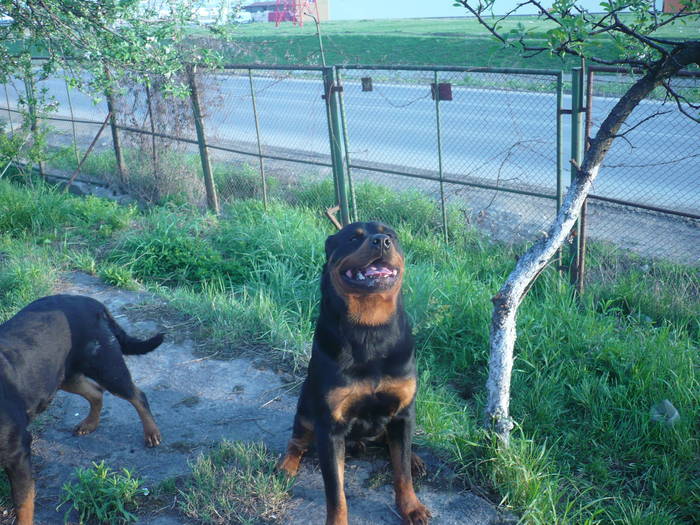 P1060095 - CAINI- pisici-DIVERSE