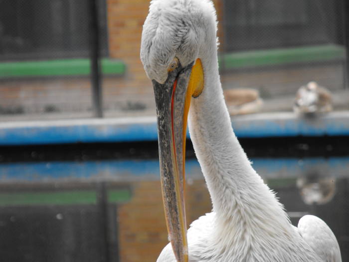 Pelican 4