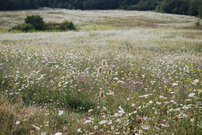 Mm 137; Valea Chioarului
