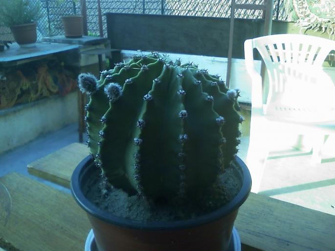 20080801_192817; cactus cu boboci
