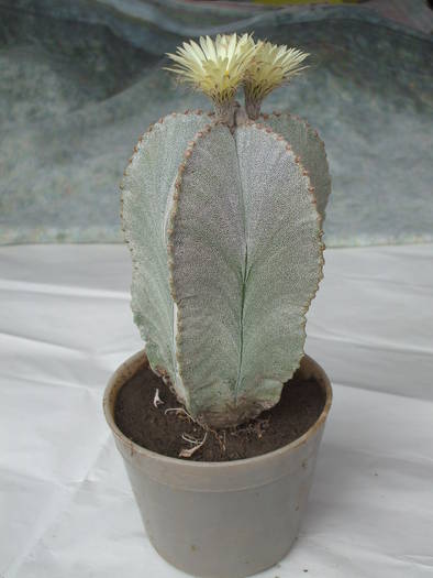 astrophitum miriostygma v. columnare - colectia mea de cactusi