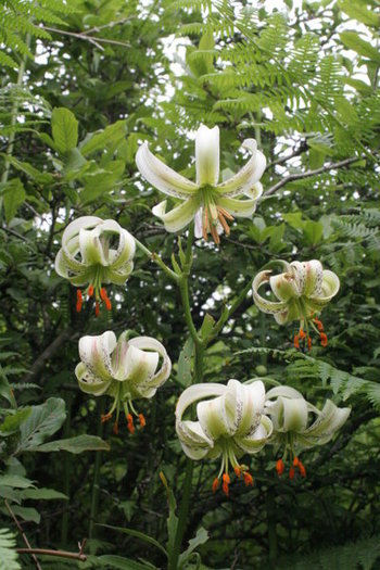 400px-Lilium_ledebourii_2 - Flori de lilyum