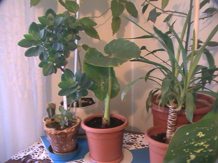 colocasia (in mijloc)