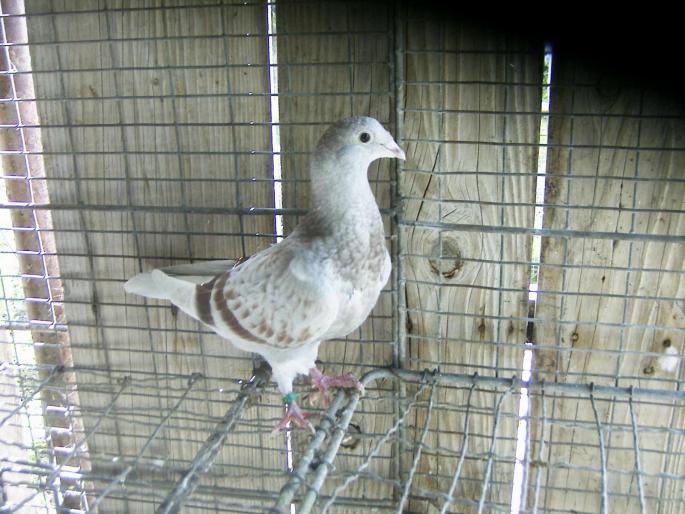 43600193 - 1713 George Serbanescu