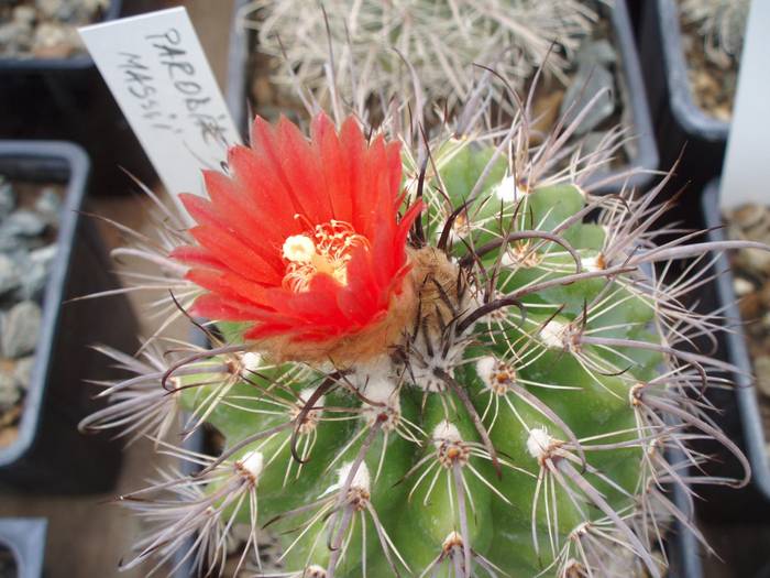 Parodia maasii