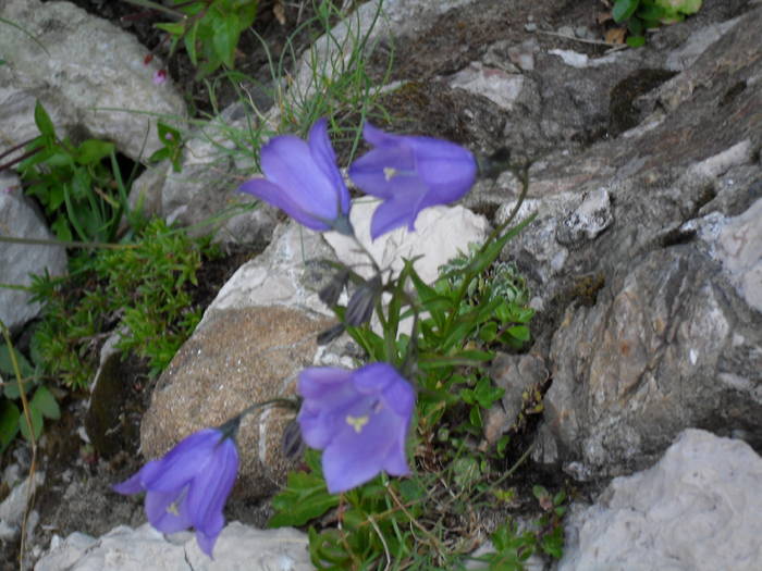 SDC10102 - Valea Caraiman-Bucegi