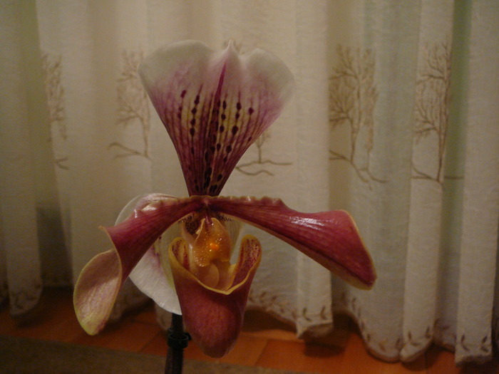 Paphiopedilum; Paphiopedilum
