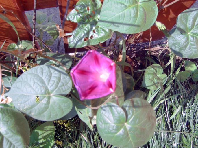 zorele, - Plantele mele de terasa si exterior