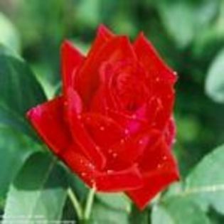 www-bancuri-us-avatare-trandafiri-7