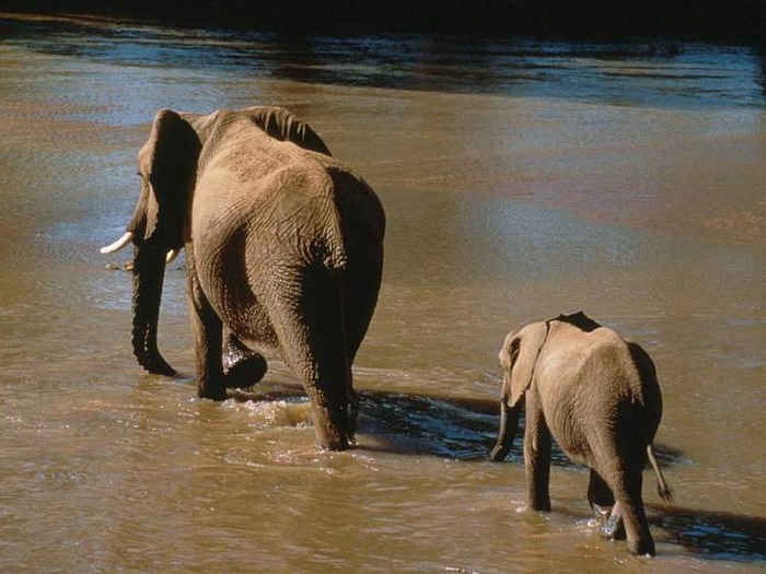 webshots1009 - Animale