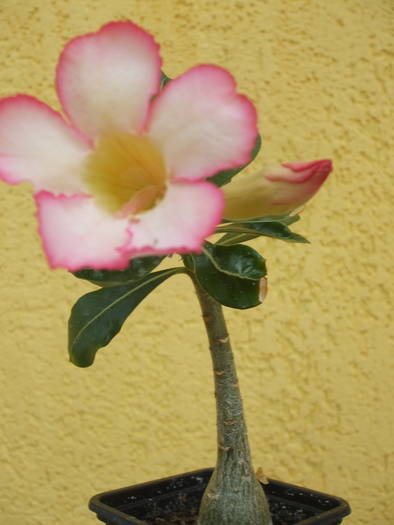 a. obesum - adenium