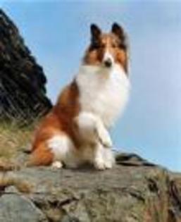 lassie - Lassie