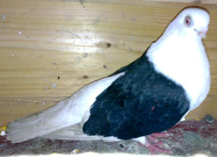 Copy of 17022008227