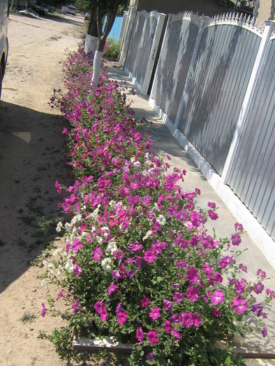 flori pe strada - flori de gradina 2009