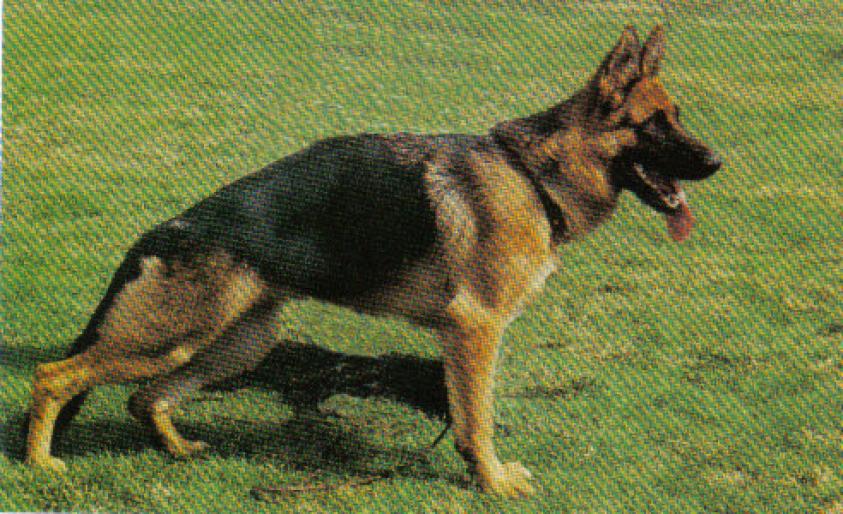 CARLA; CARLA(2 ANI FB)
