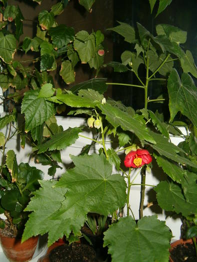 abuti - Abutilon