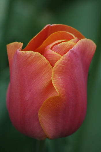 Apricot impression - garden 2009