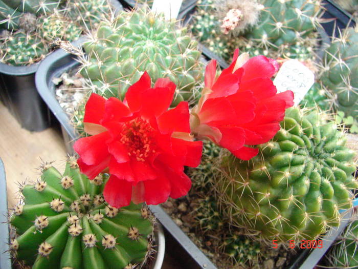 DSC05997 - 2009 Iunie