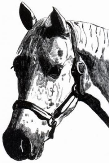 Horses2