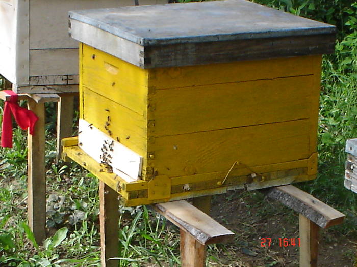 DSC05924 - ALBINUTZELE MELE