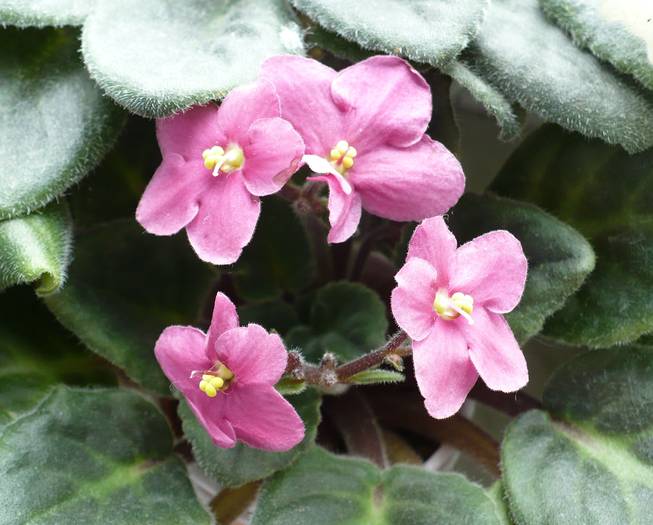 P1130384 - Saintpaulia - violete de camera