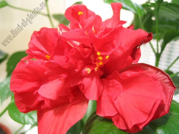 Hibiscus rosu involt 6