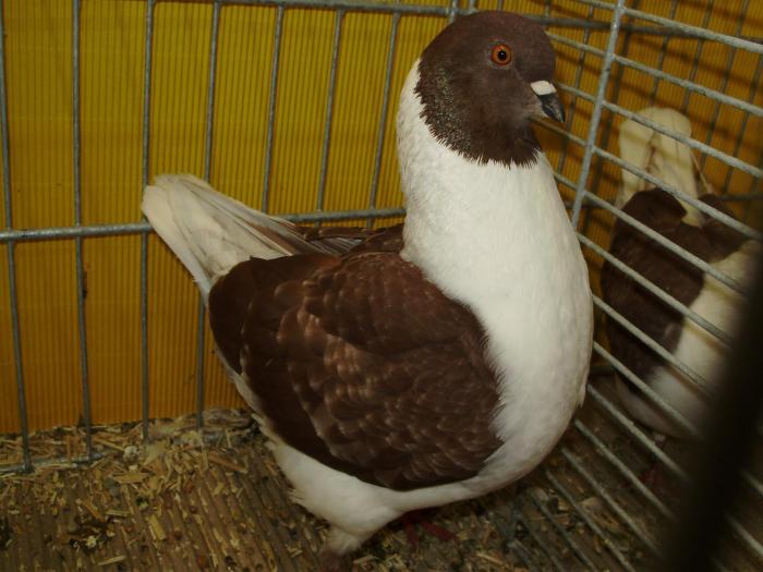 06192 modenezg rotfahl 1