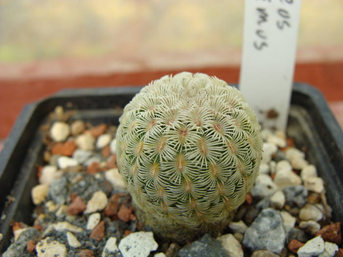 E.rigidissimus - Echinocereus