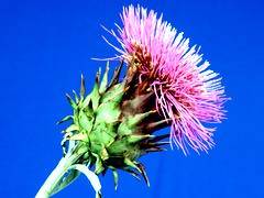 010 - poze cu plante