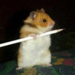 hamster-poze-haioase-ascutitori-150x150[1] - hamsteri