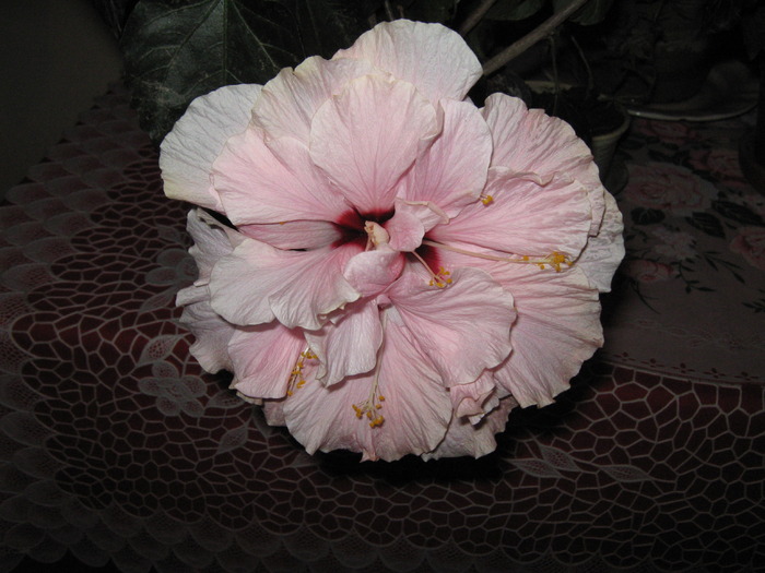 hibiscum - hibiscus