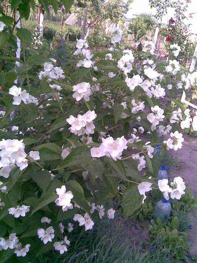 iasomie - FLORI IN GRADINA