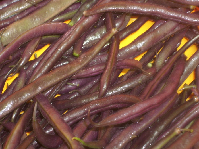 fasole violet