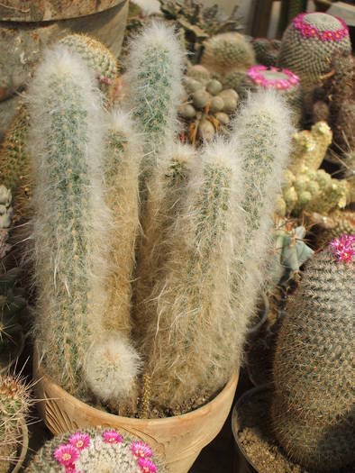 Morawetzia sericata