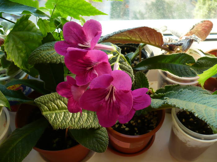 P1130954 - STREPTOCARPUSI