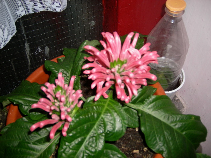 flori 008