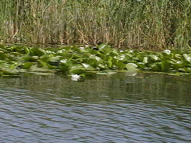 IMGA0864 - In Delta Dunarii- Mila 23-iunie 2009