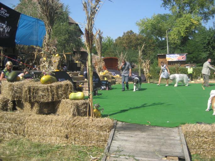 IMG_3286 - EXPO Tg Mures 2008